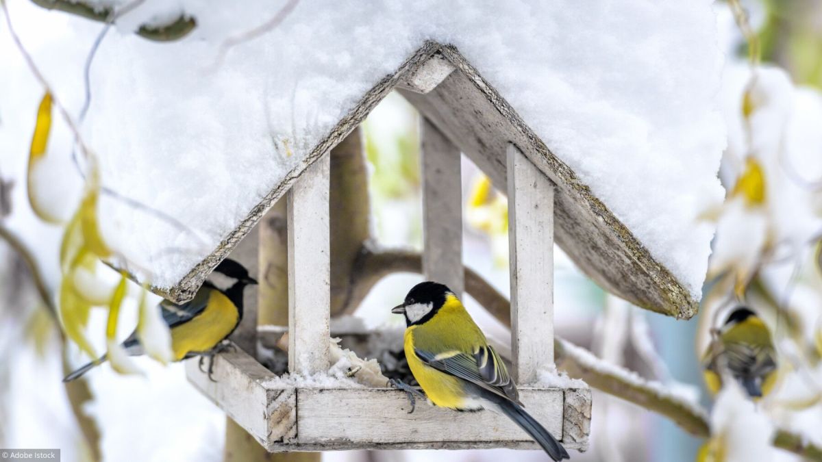 Comment aider les oiseaux à passer l'hiver en toute sérénité