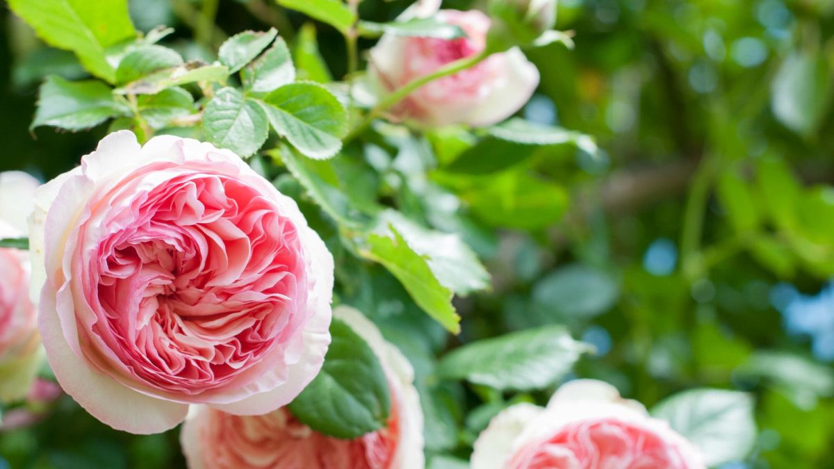 Meilland Richardier : l'art de cultiver des roses depuis 1867