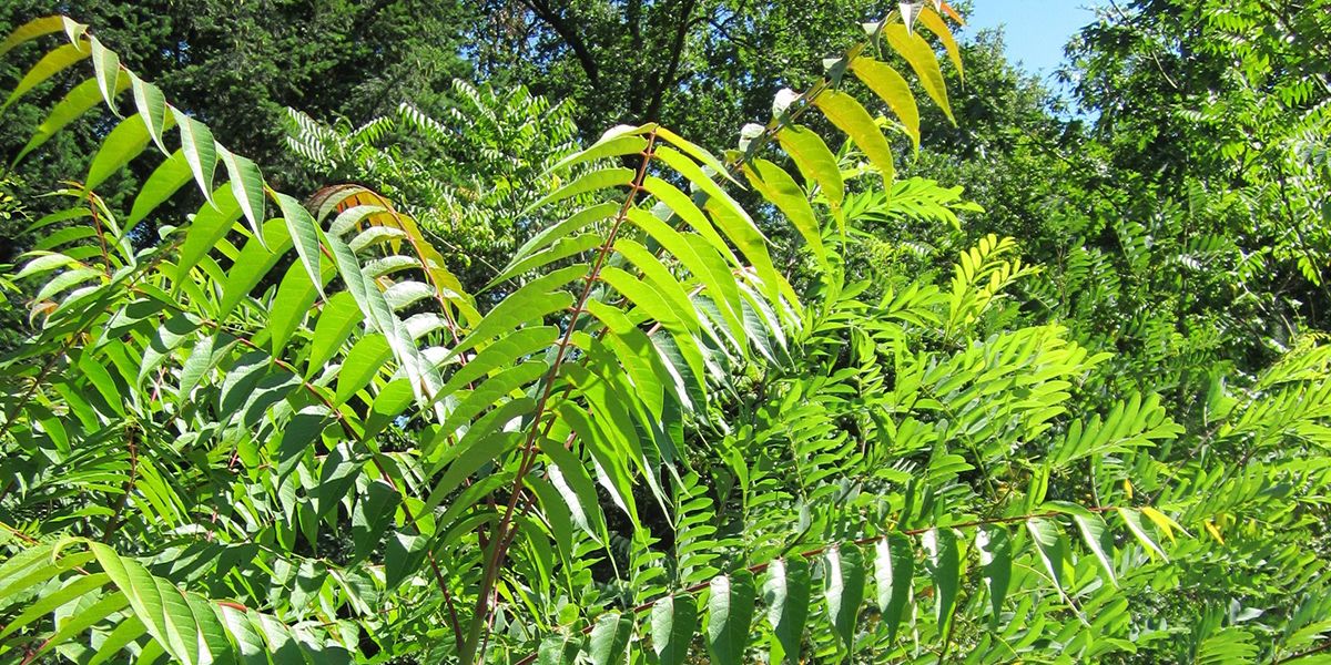 Les plantes invasives à surveiller de près dans votre jardin