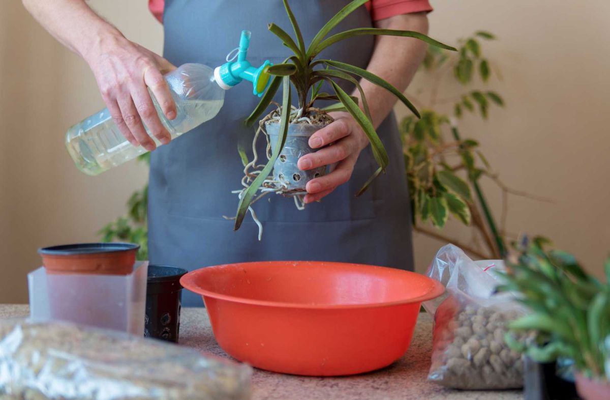 Les secrets du bassinage pour des orchidées éblouissantes toute l'année
