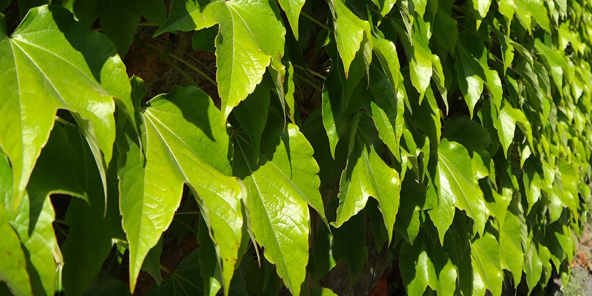 La vigne vierge : une solution naturelle pour embellir vos murs