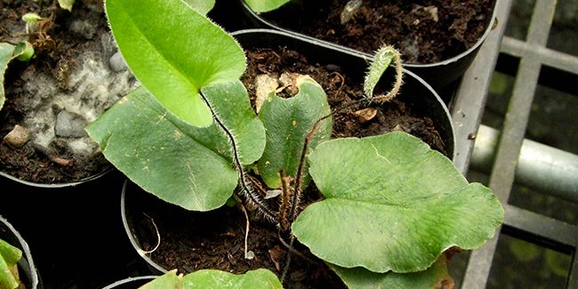 Hémionite à feuilles d'Arum (Hemionitis arifolia), une fougère pour terrarium