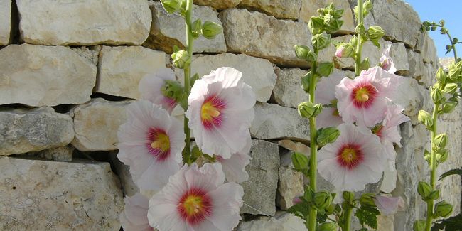 Rose trémière (Alcea rosea) : une beauté florale en bord de mer