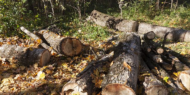 Ramasser du bois en forêt : un piège à éviter