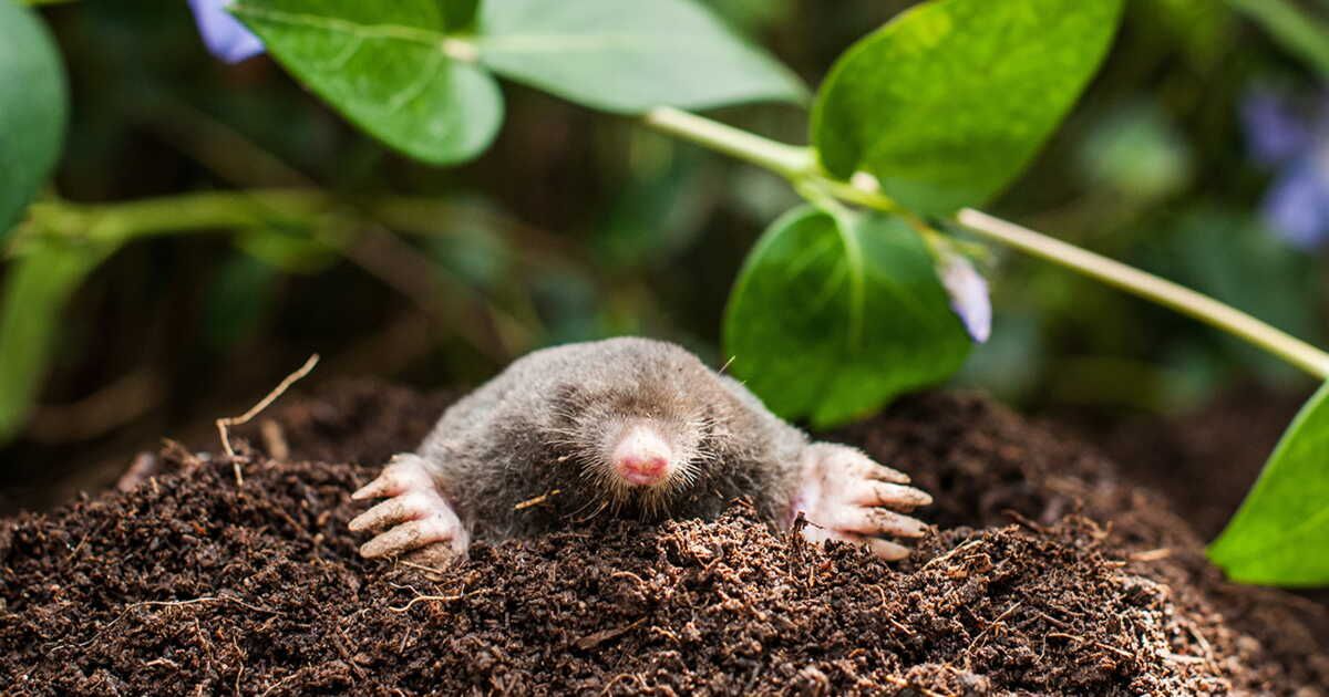 Cinq solutions écologiques pour éloigner les taupes de votre jardin