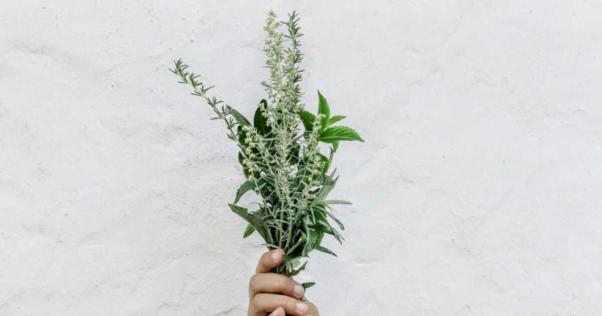 Les secrets pour bien cueillir vos herbes aromatiques et les voir prospérer
