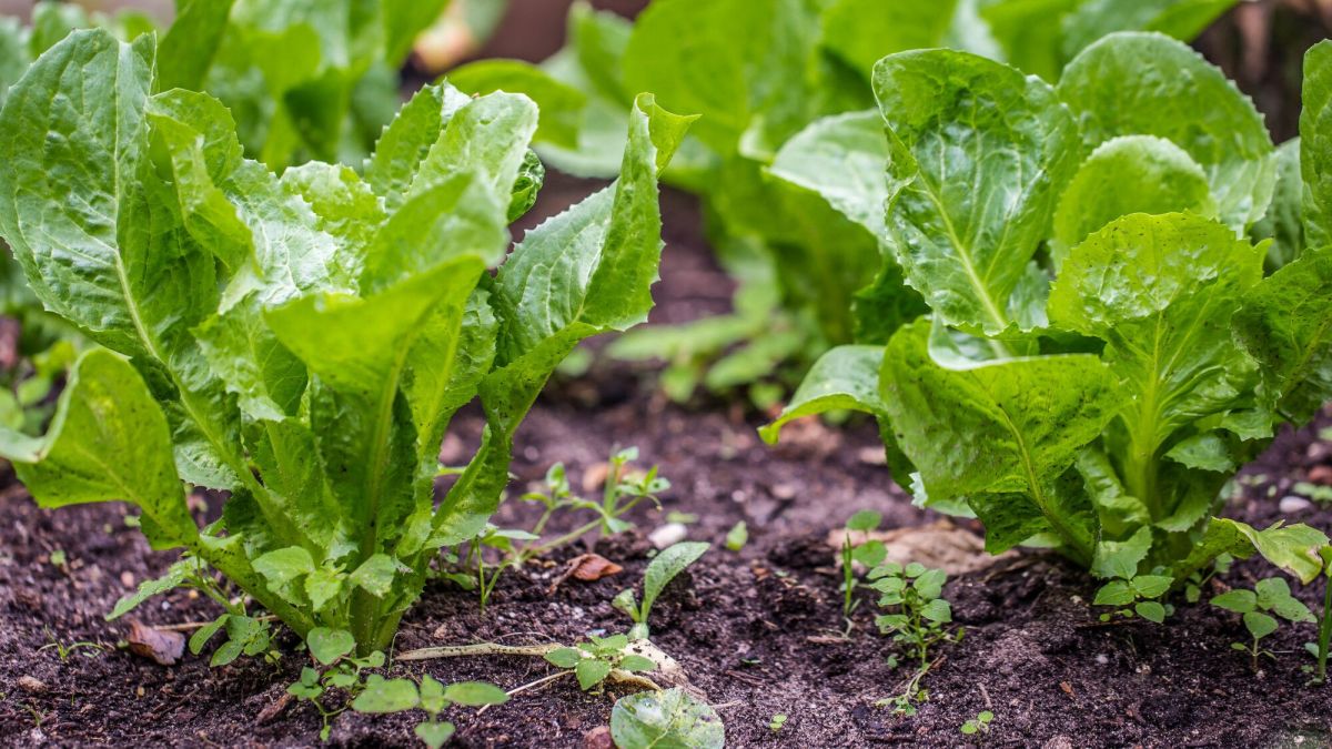 Séduire les endives en godet : est-ce possible ?