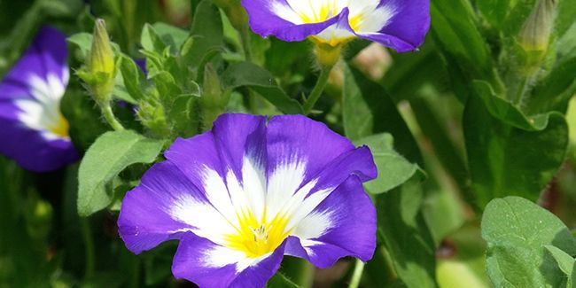 La beauté éphémère de la belle de jour (Convolvulus tricolor)