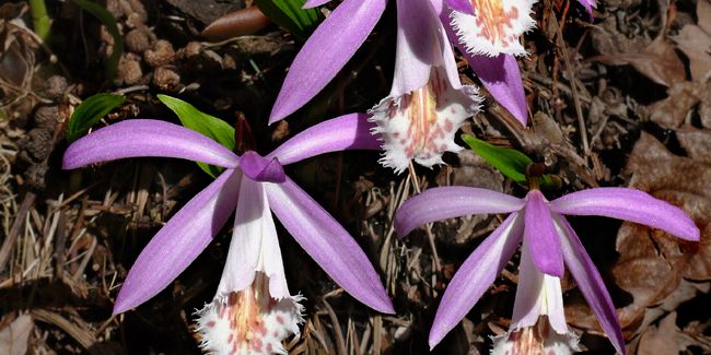 Découvrez la pléione, l'orchidée semi-rustique de Taïwan