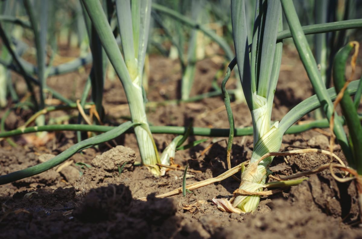 Redécouvrez votre potager : des légumes d’automne qui repoussent facile