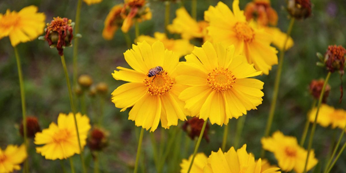 Coréopsis (Coreopsis) : l'œil de jeune fille éblouissant