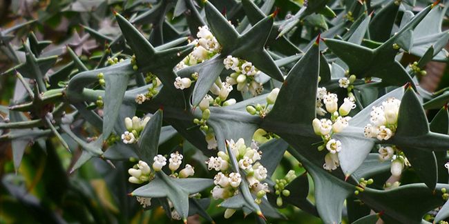 Collétie croix de fer : l'arbuste à adopter pour les jardins secs