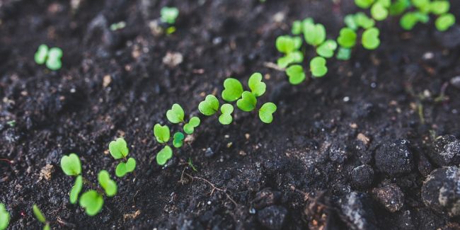 Calendrier essentiel pour les semis et plantations au potager