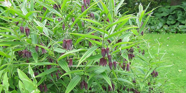 Cloche des fées (Disporum), fleur enchantée des sous-bois