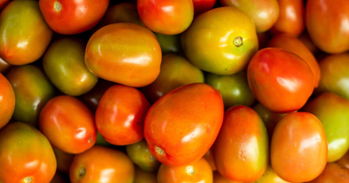 Accélérez la maturation de vos tomates vertes en quelques étapes simples
