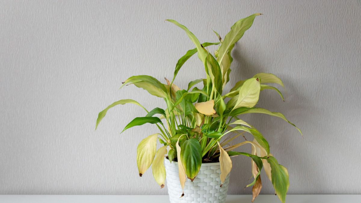 Ravivez vos plantes après l'été : astuces indispensables