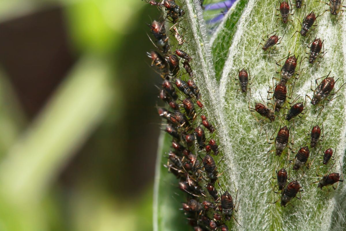 découvrez les pucerons qui menacent votre jardin
