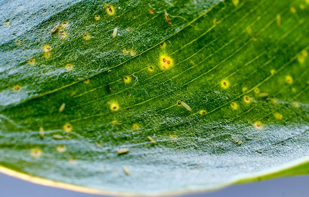les secrets pour vaincre les thrips dans votre jardin