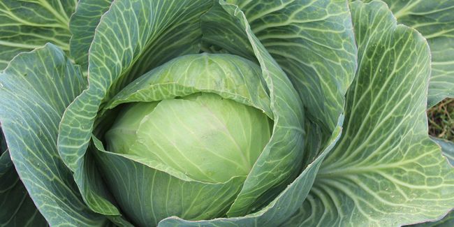 Chou pommé : un trésor de nutriments et de saveurs