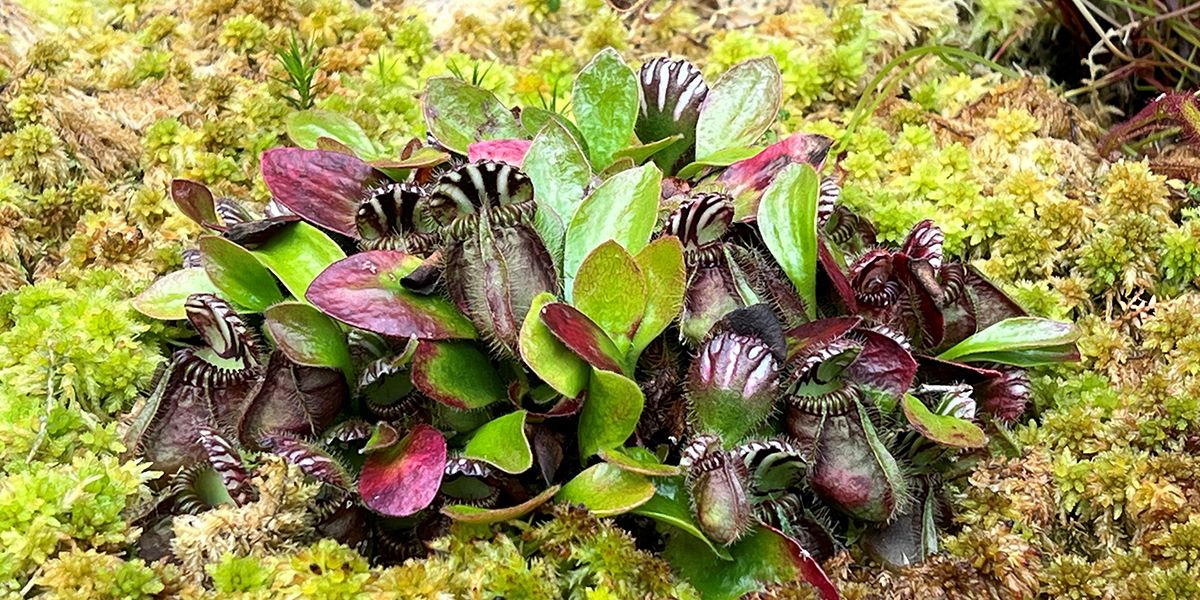 Cultiver des plantes carnivores en extérieur : guide complet pour un jardin fascinant