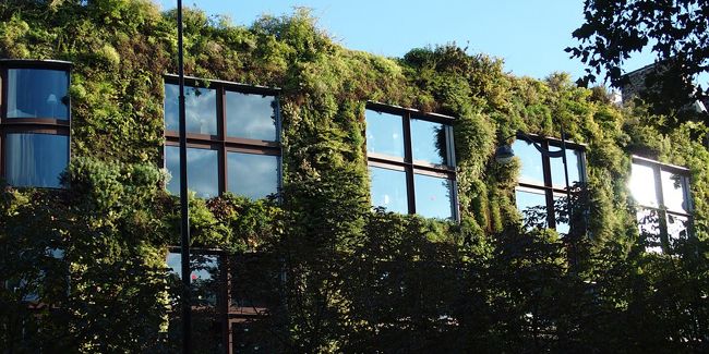 Transformez votre mur extérieur en oasis verte