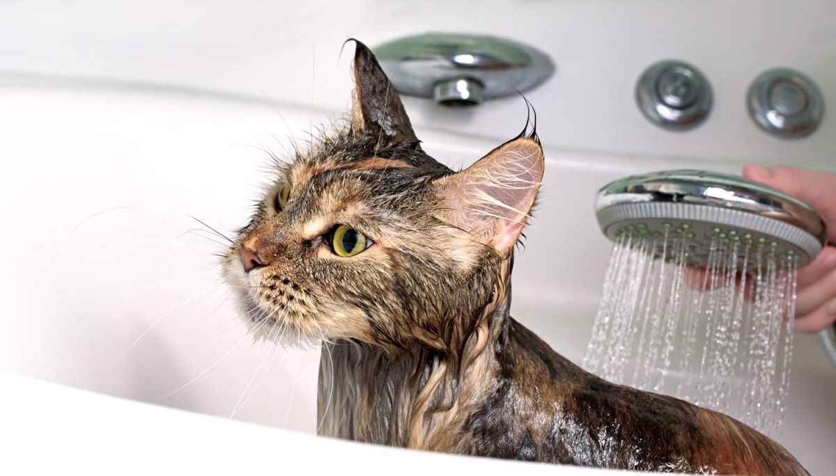 Comment laver un chat ?