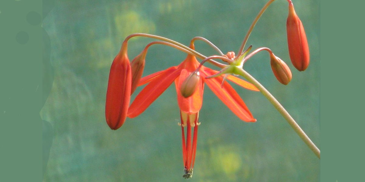 Corail du Mexique : Bessera elegans, une étoile printanière