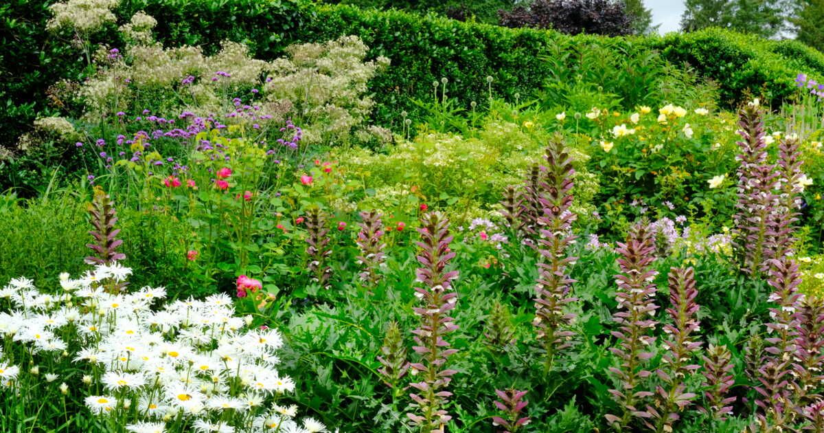 Acanthe : où et quand planter ces jolies vivaces ?
