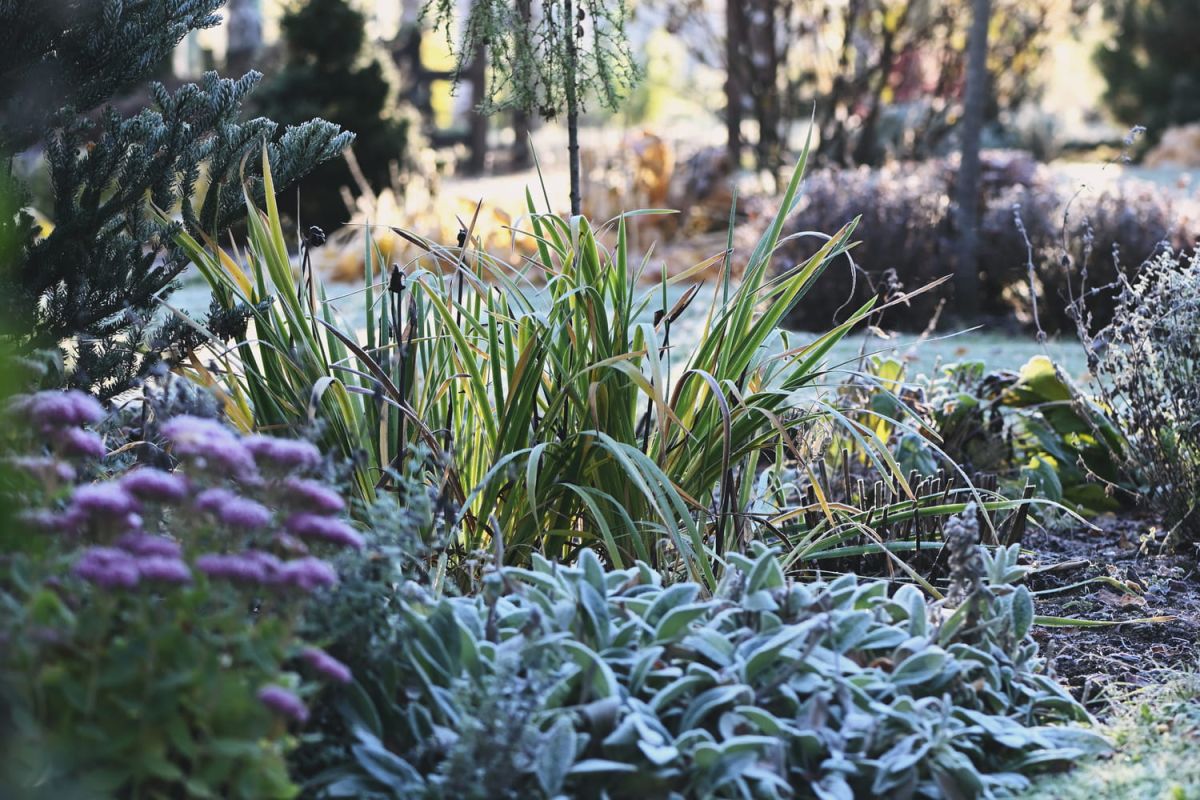 Comment arroser son jardin en hiver pour prévenir le gel