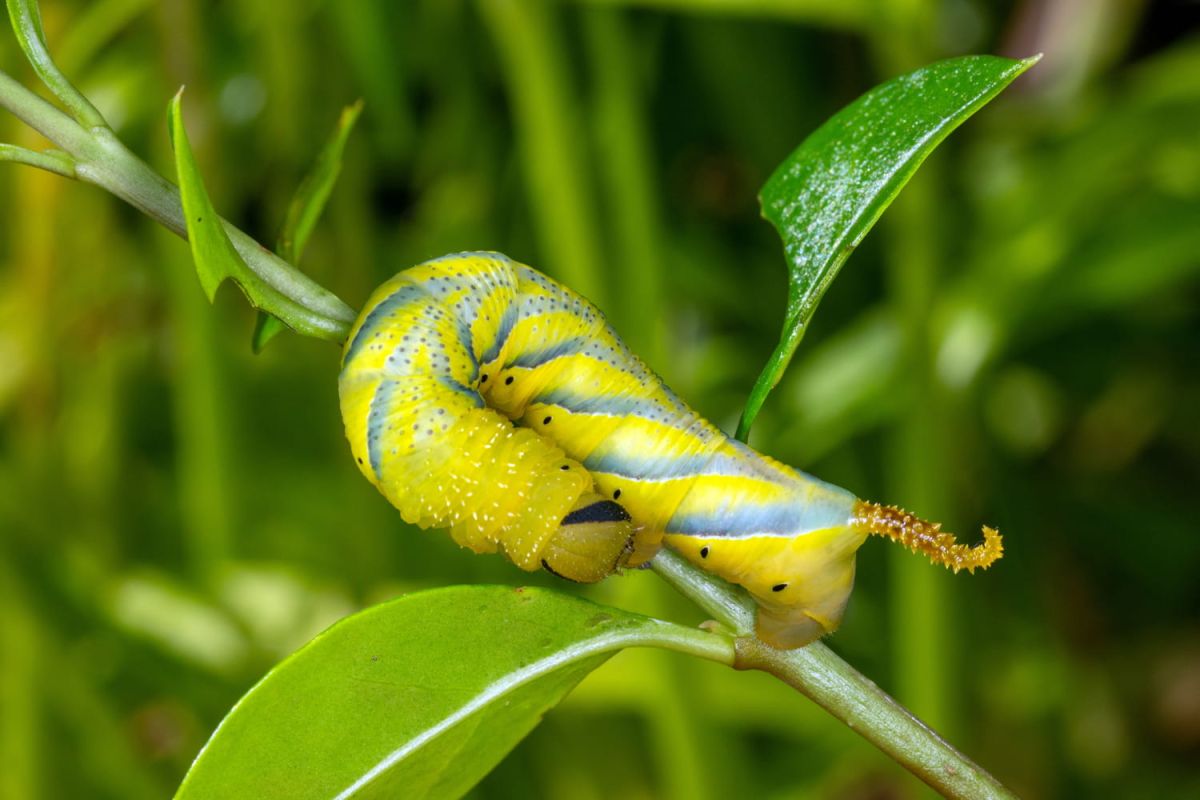 Une chenille fluo s'invite dans nos jardins : attention danger