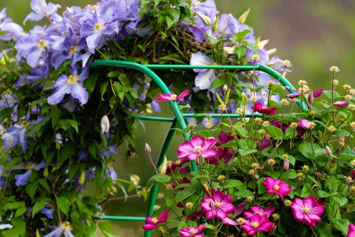 Transformez votre jardin avec la clématite : le moment parfait pour planter