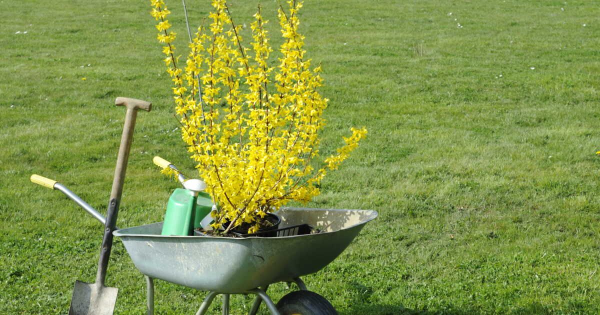 Comment planter un forsythia ?
