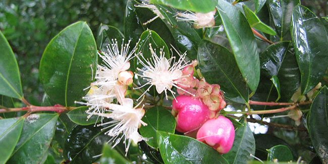 Cerisier d'Australie (Syzygium paniculatum)