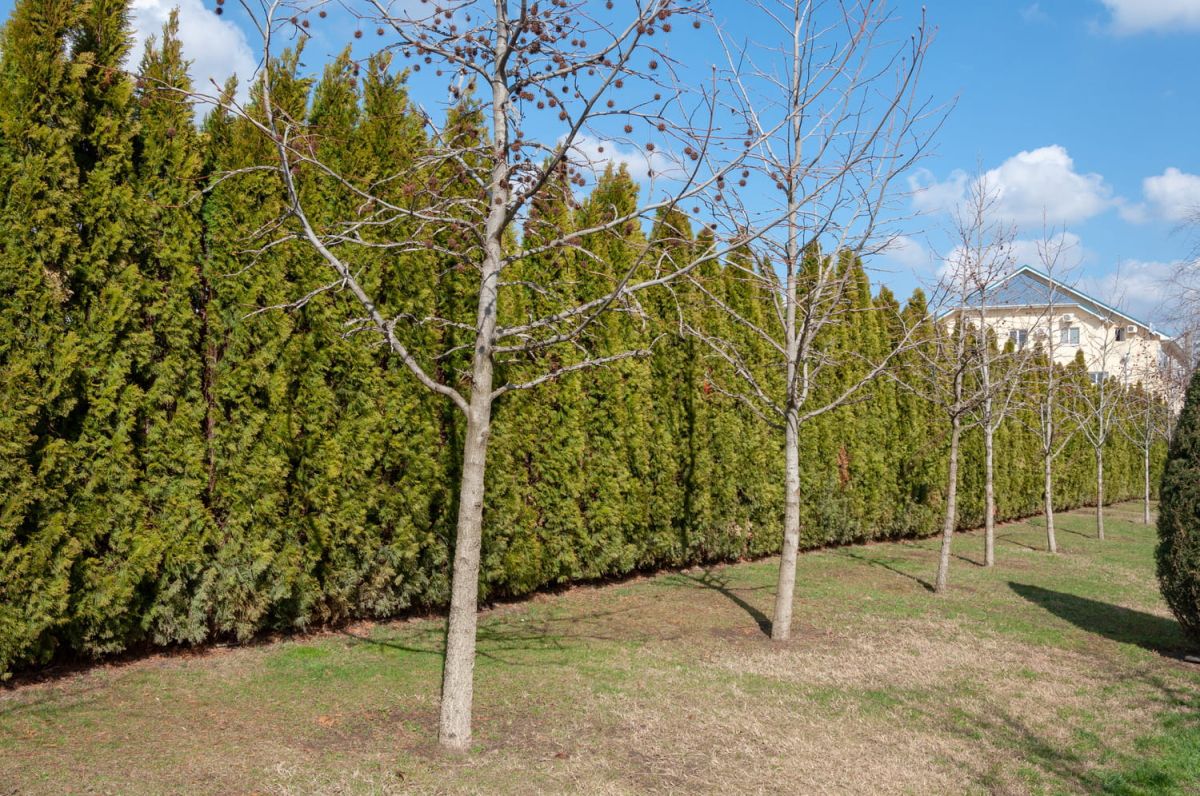 Découvrez comment choisir la haie anti-bruit idéale pour votre jardin