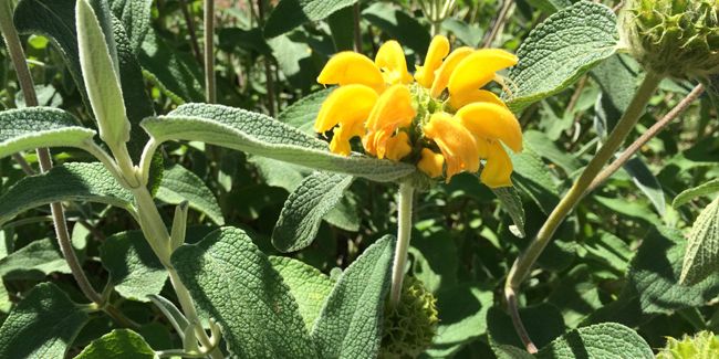 À la découverte de la sauge de Jérusalem et ses fleurs uniques