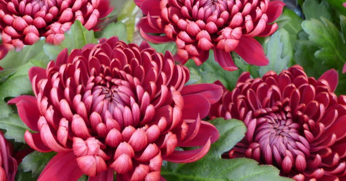 À la découverte du chrysanthème, cette fleur emblématique de l'automne
