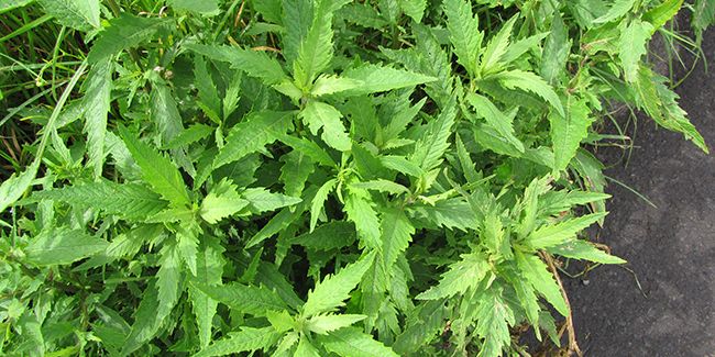 À la découverte de l'épazote, une plante aromatique aux multiples vertus