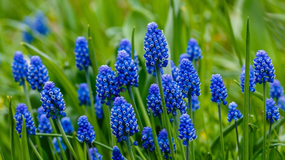Jardin : conseils pour l'entretien du muscari