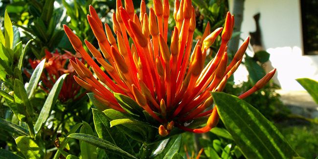 Liane aurore : la plante grimpante aux fleurs flamboyantes